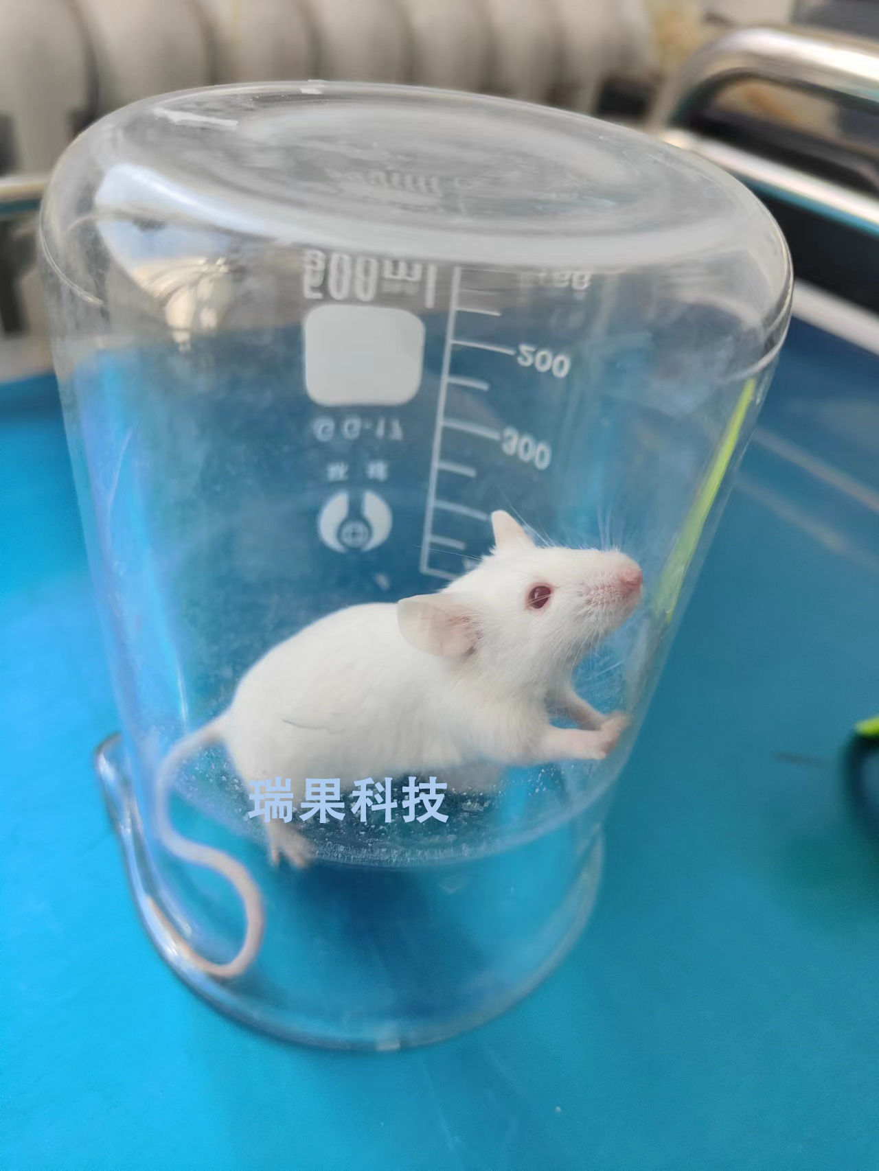 动物饲养